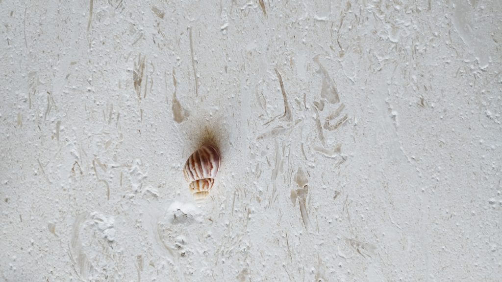 Fossil White